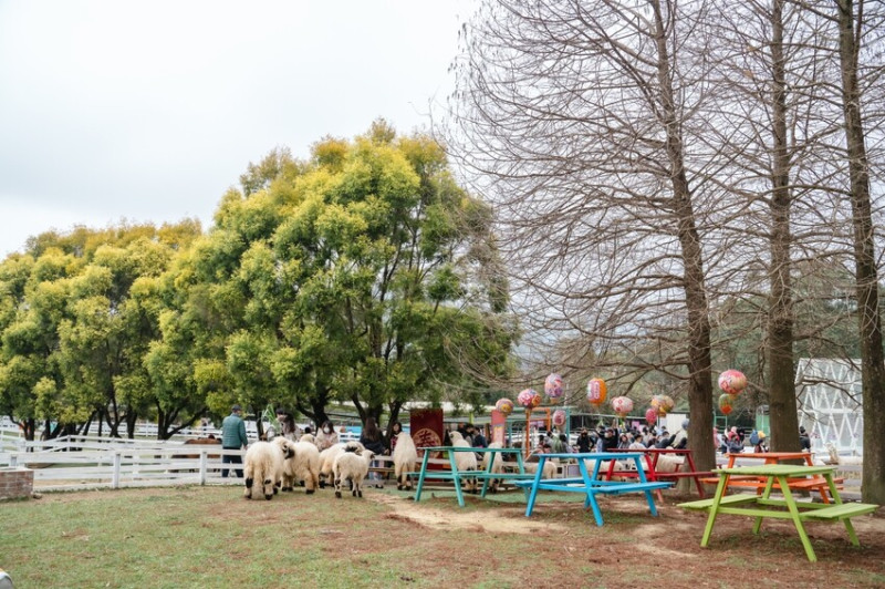 桃園大溪景點｜富田花園休閒農場～沈浸式農場體驗近距離餵食小動物，草泥馬、笑笑羊出沒到大溪囉！水上玻璃