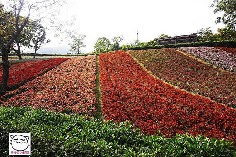 台北賞花。春日，鷲你一起來看花海──北投社三層崎公園