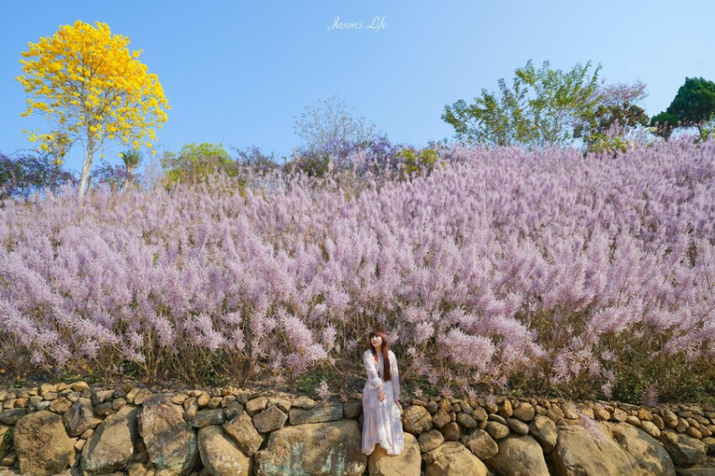 【南投中寮｜景點】瑰蜜甜心玫瑰園。南投中寮粉色山丘，麝香木紫粉色盛開，仙氣爆表