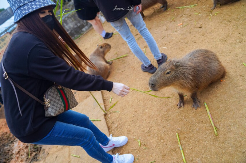 【桃園大溪│景點】花鹿秘境。超隱密，桃園親子景點推薦，可餵食水豚君、小動物、梅花鹿及釣魚