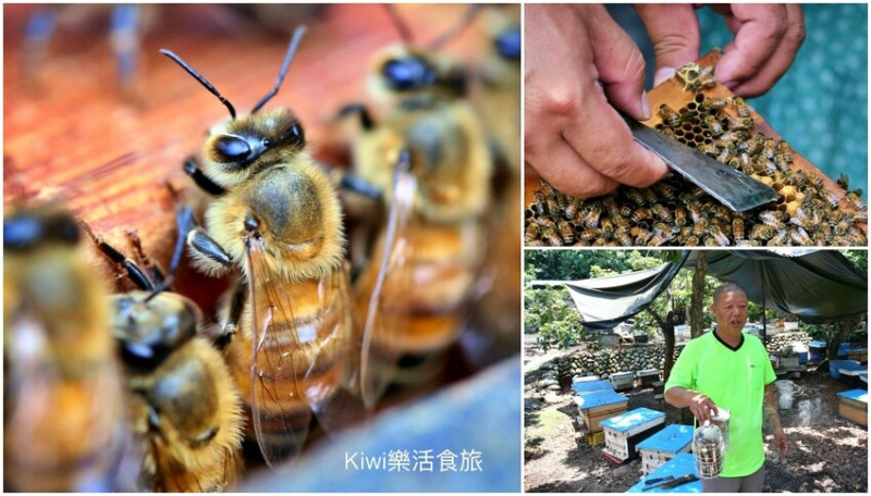 彰化二水景點日華養蜂場｜百年歷史日華養蜂場純蜂蜜