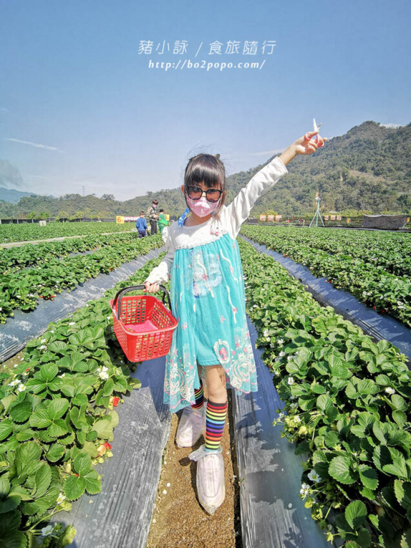 苗栗。大湖》棋琦牛奶草莓園。碩大又飽滿的草莓好好採
