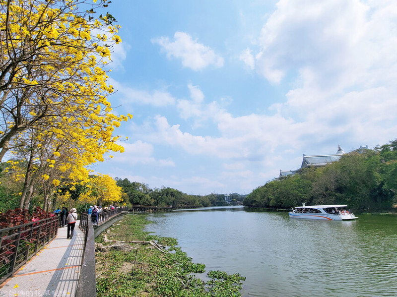 【新竹縣峨眉鄉】2023峨眉湖環湖步道黃花風鈴木盛開｜金黃浪漫三月天｜金湖灣民宿