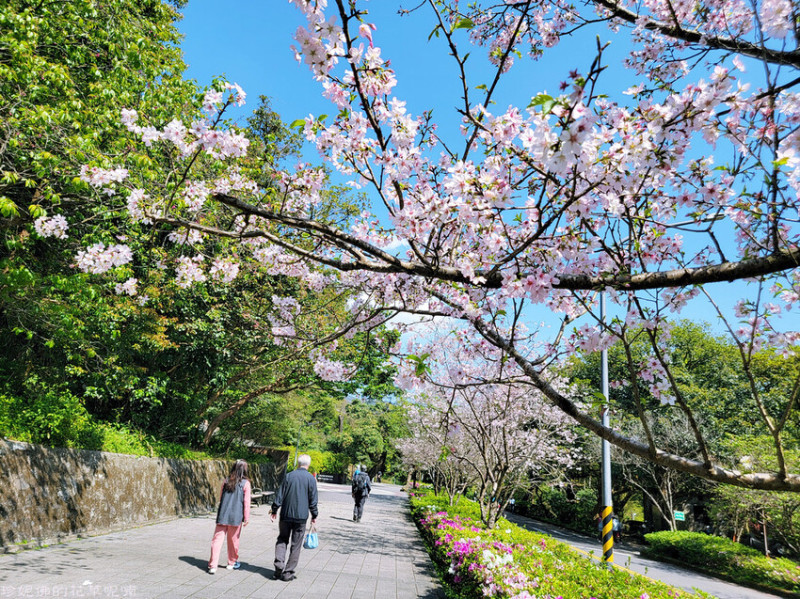 【台北市北投區】2023陽明山湖山綠地西洋水仙花｜市定古蹟陽明山中山樓前賞櫻