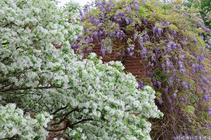 【桃園市龜山區】2023大湖紀念公園賞花｜雪白流蘇與浪漫紫藤齊綻放！