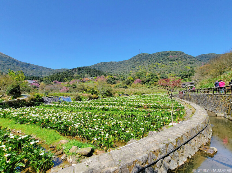【台北市北投區】2023竹子湖海芋季3/14（二）-4/23（日）｜海芋步道賞花