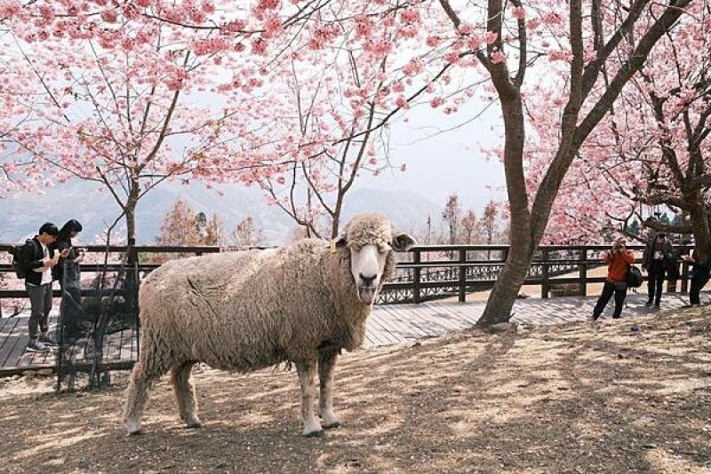 『南投.仁愛鄉』清境農場青青草原的粉紅櫻花和綿羊