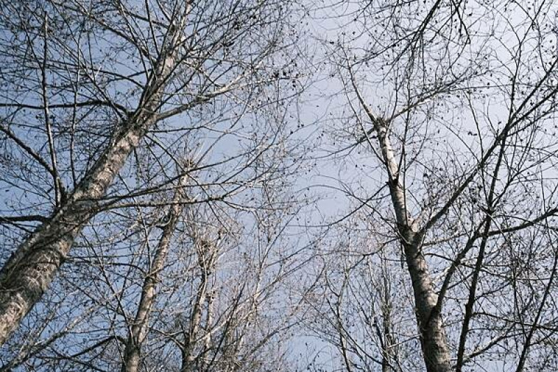 臺大山地實驗農場.梅峰農場『2023春之饗宴-白楊步道與綠籬迷宮』