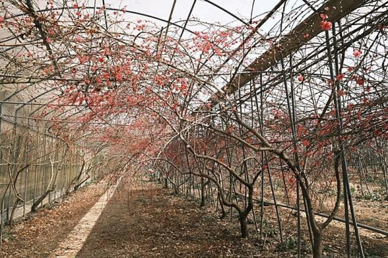 臺大山地實驗農場.梅峰農場『2023春之饗宴-桃花廊』