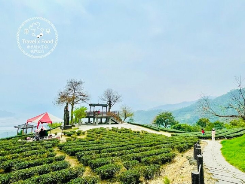 免門票，開車即可抵達的高山茶園，春天櫻花季必訪！雲霧飄渺的玉蘭茶園～ @魚兒 x 牽手明太子的「視」界旅行