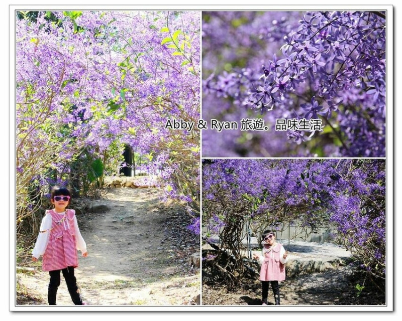 【南投景點】南平山道田有機農場~錫葉藤浪漫紫色隧道盛開中！