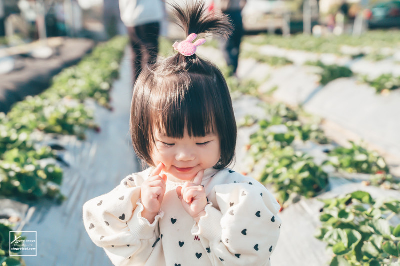 南投｜中興新村景點【中興草莓園】無農藥草莓 / 採草莓也要很可愛 / 1Y5M | 快門下的幸福