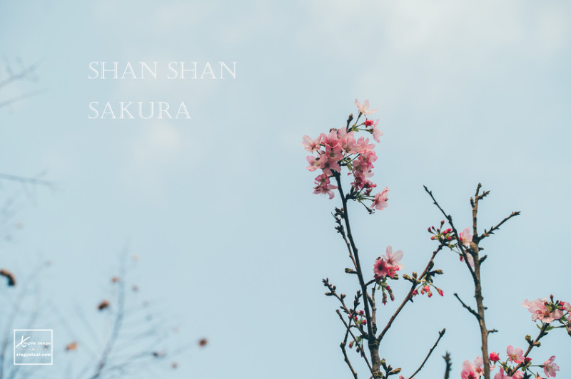 桃園｜青埔也有櫻花，領航南路與青溪路二段路口 / 青園診所旁 | 快門下的幸福