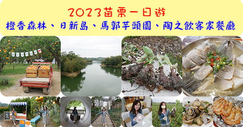 【苗栗一日遊】橙香森林、日新島、馬郭芋頭園、陶之飲，這季節除了採草莓還可以採橘子、採芋頭順便吃個無菜單客家料理。苗栗旅遊景點 苗栗親子旅遊景點 苗栗寵物友善餐廳