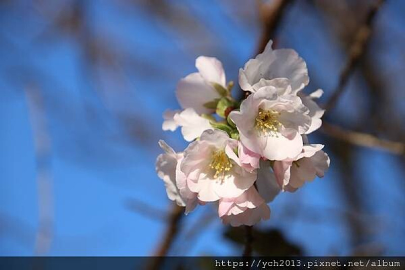 新北林口景點／竹林山觀音寺賞櫻兼賞鳥