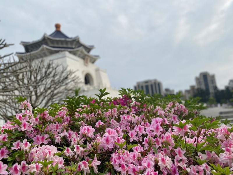 【2023台北花節】1月梅花 2月櫻花 3月杜鵑花 4月流蘇 就在台北捷運 中正紀念堂 台北人的小確幸 賞花趣 !