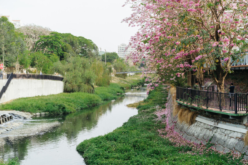 春季限定 🌹 浪漫的水岸紅花風鈴木大道｜台南市南區｜竹溪健康廣場