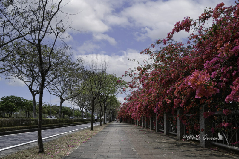 台中景點  九重葛花牆｜ 東大公園 季節限定-九重葛花牆  X 苦楝花 綻放!!