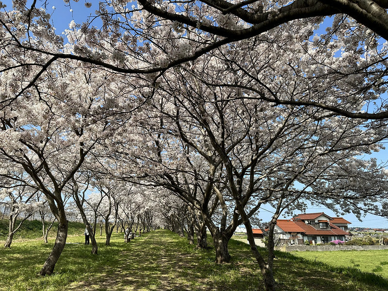 【日本，鳥取，米子市】春季風情，處處都是粉紅櫻花世界～日吉津 桜堤。（鳥取旅遊，鳥取賞櫻）