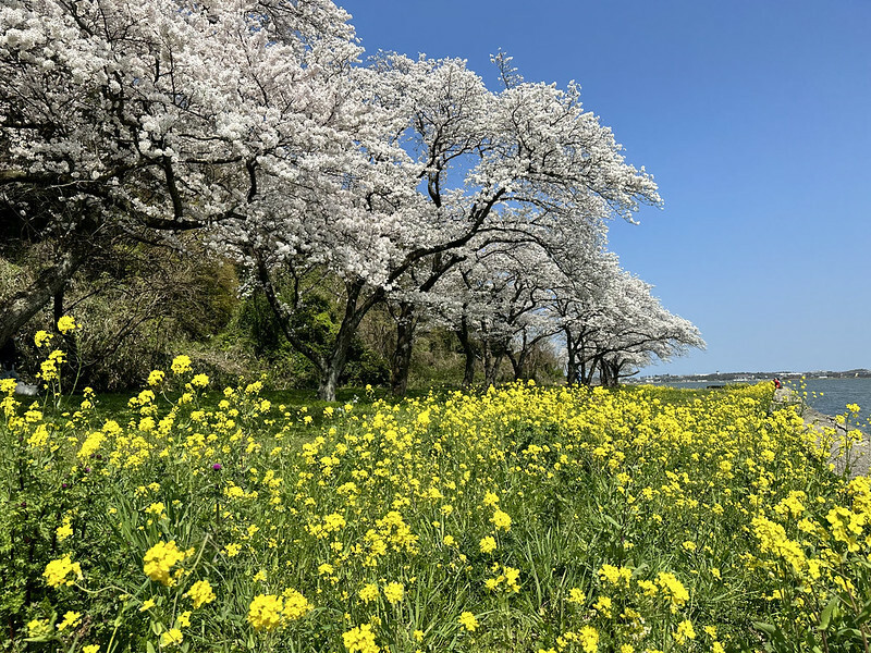 【日本，鳥取，鳥取市】湖山池青島公園(Ao-shima Park)，意外的日常春色，好美，好悠閒。（鳥取旅遊，鳥取