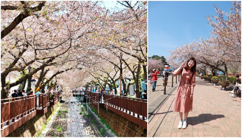 走訪韓國釜山櫻花就是要來個tour行程，賞櫻超順暢輕鬆收集慶和火車站&余佐川櫻花道