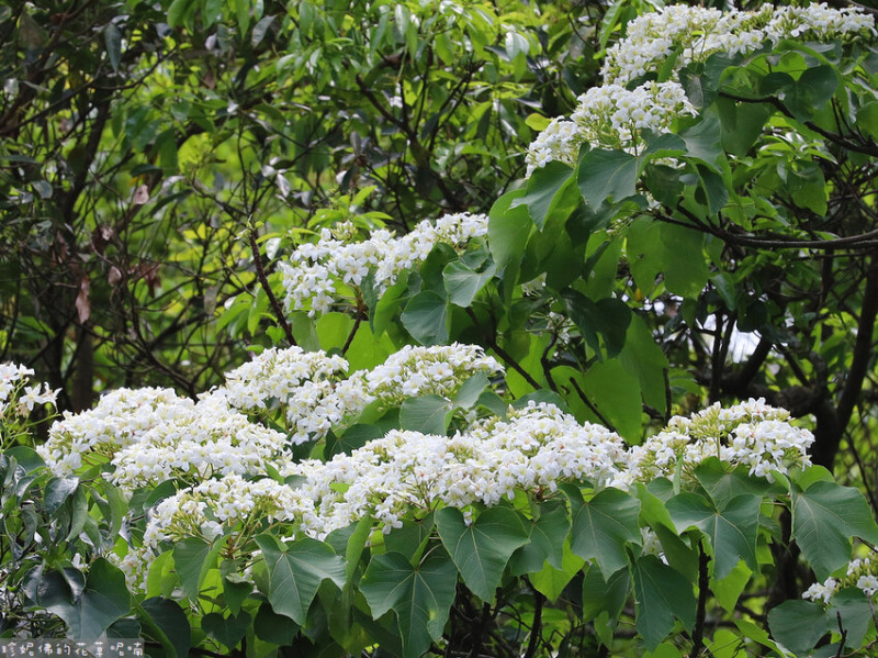 【新北市土城區】2023石門路賞桐&將軍嶺健行欣賞小花小草