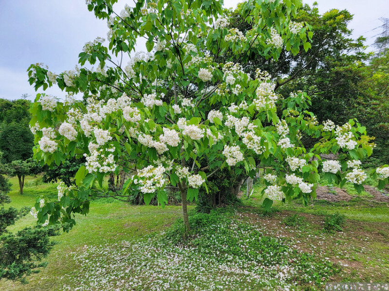 【桃園市龍潭區】2023甘家堡生態文藝休閒園區賞桐 4/24-5/7 08:00-16:30購票入園｜有收費停車場