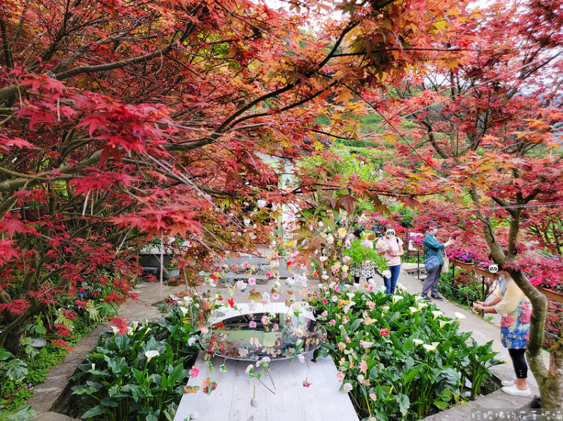 【台北市北投區】2023大梯田花卉生態農園紅楓季