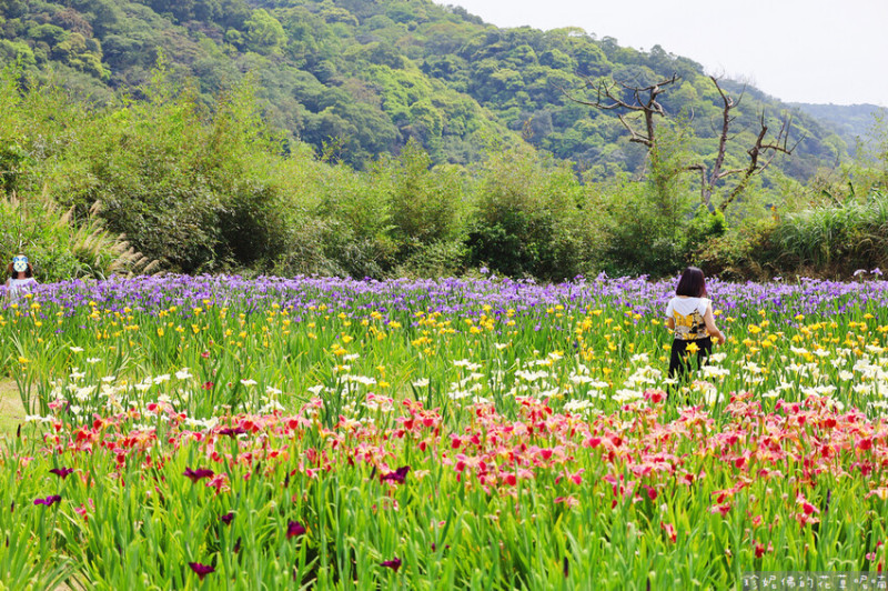 【新北市林口區】2023紫鳶農場鳶尾花季｜花色鮮艷 繽紛多彩的鳶尾花海