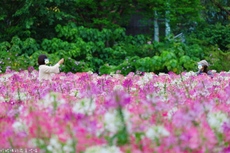 【台北市中正區】古亭河濱公園醉蝶花花海｜近臺北市客家文化主題公園跨堤平台