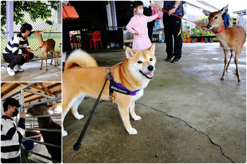 台灣梅花鹿景點推薦，牽小鹿散步、近距離體驗餵鹿群、與鹿賽跑，和小鹿互動就是療癒