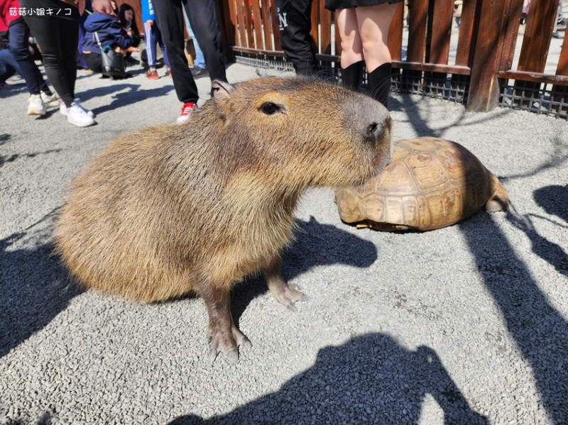 <玩。在宜蘭>三星鄉-水豚控來宜蘭張美阿嬤農場玩啦!!!~張美阿嬤農場~