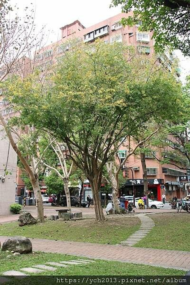 公園裡走賞墨水樹開花