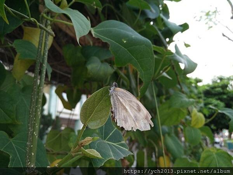新北新莊／華他卡藤開花囉