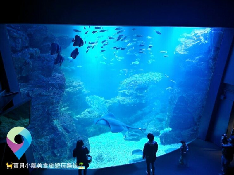 [旅遊]日本京都 近距離欣賞海中生物 自在悠游海中世界 京都水族館
