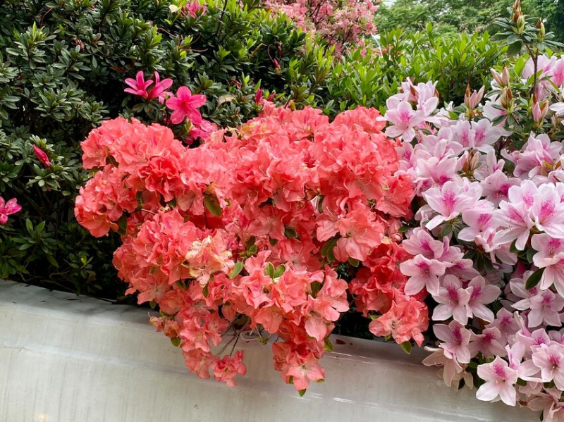 【2023萬金杜鵑ｘ台北杜鵑花季】 陳文茜的千花之吻花船 在大安森林公園展出 一場杜鵑花車藝術饗宴，愛就跟我一起快樂GO  !