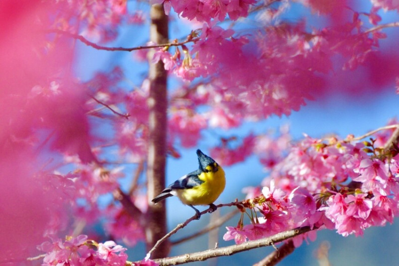 【新竹。尖石】2023上帝的部落 司馬庫斯 2.3K 櫻花林爆開 鳥語花香 此生非來不可 愛就一起快樂GO ! !