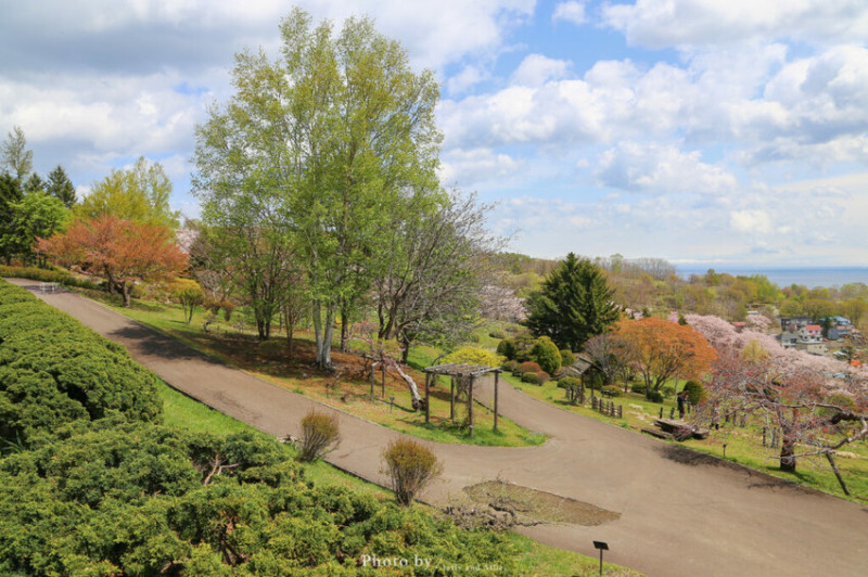 【北海道小樽景點】手宮公園百花齊放，在地人的賞櫻勝地，小山坡盡攬山海景！