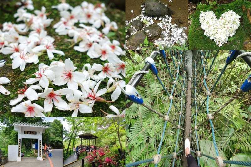 【新北土城】5月來去土城桐花公園/2023土城桐花季花況/順遊賞螢步道秘境