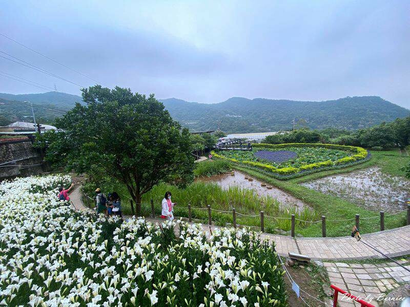 白石湖同心池鐵砲百合~純白絶美花海怎麼拍都美 @Bernice的隨手筆記