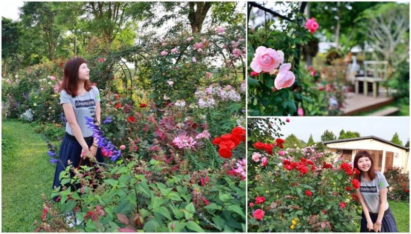 苗栗雅聞香草植物工廠｜繽紛玫瑰花包圍如玫瑰仙境般免費參觀，三義限定景點