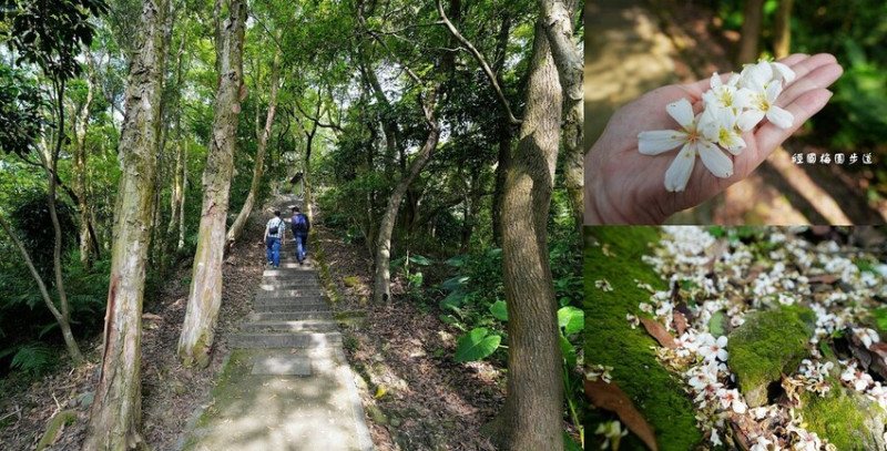 桃園景點 ❙ 經國梅園步道 輕鬆好走、油桐花盛開 虎頭山公園步道!