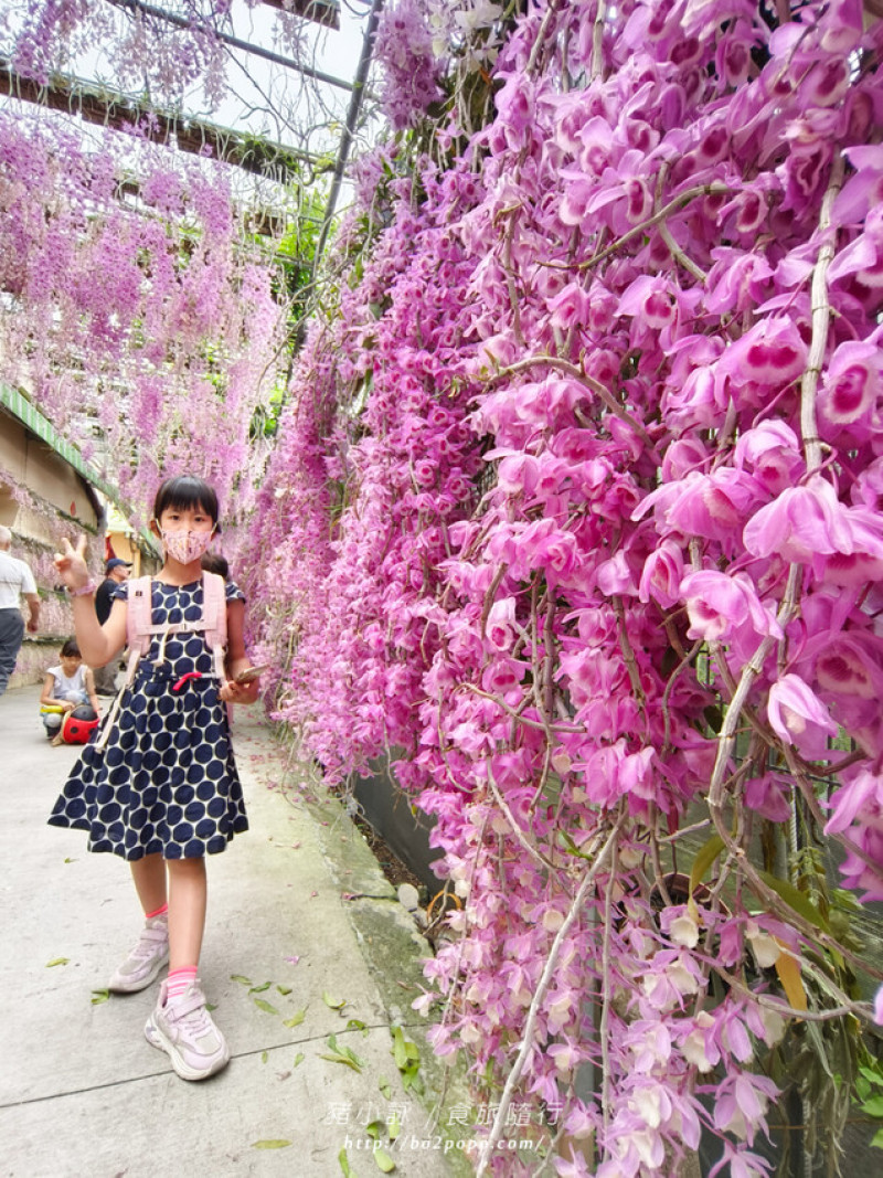 雲林。莿桐》忠雲宮。夢幻粉嫩、粉紫交錯的石斛蘭隧道瀑布