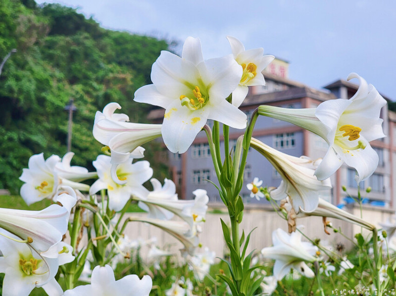 【新北市石門區】白沙灣公車站旁欣賞台灣百合｜白沙灣沙灘戲水｜有投幣式淋浴間供應冷熱水