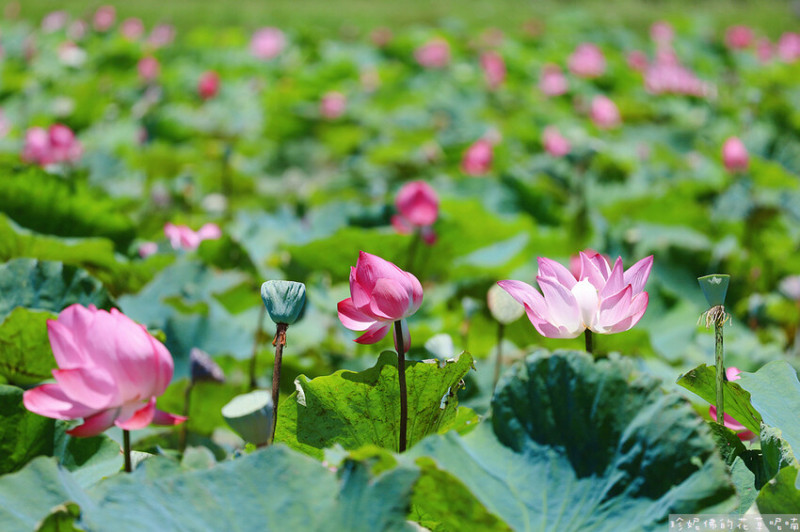 【新北市樹林區】2023仲夏賞荷｜山佳荷花池荷花朵朵開
