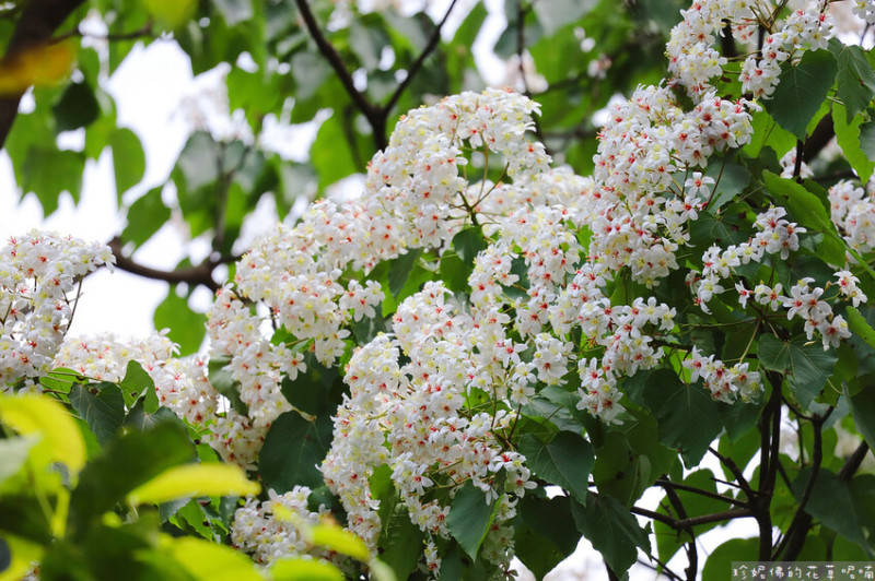 【新北市土城區】土城桐花公園&清溪步道健行