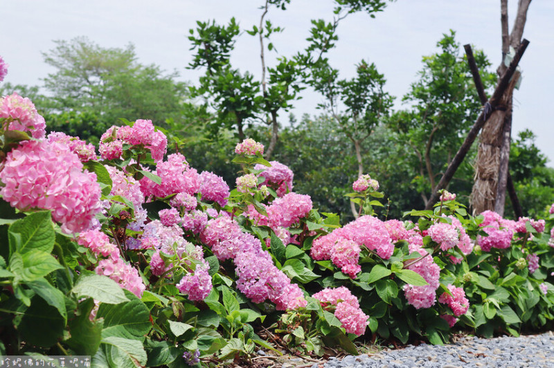 【新北市樹林區】草花植生公園繡球花步道&樹林區景觀休憩公園（萬坪公園）