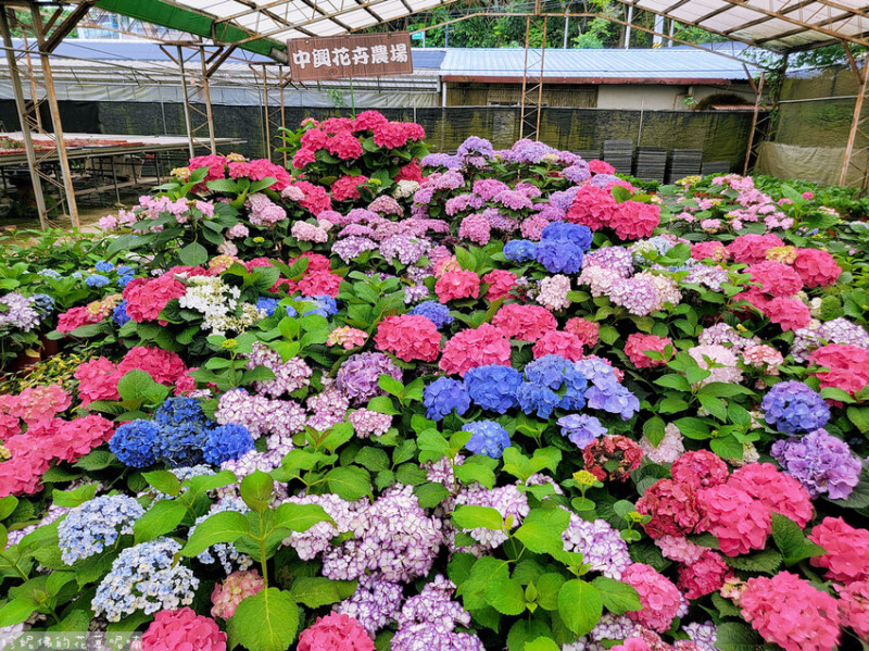 【桃園市復興區】2023桃園繡球花季5/13（六）-5/21（日）｜中興花卉農場｜仙人掌．多肉DIY體驗．繡球花．聖誕紅