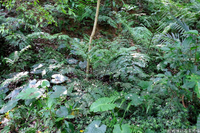 【新北市土城區】2023太極嶺健行賞桐花