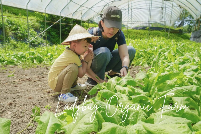 台中親子景點 》撿雞蛋、採絲瓜、冷氣玻璃屋 再結合English Tour！台中最高級的農務體驗 ｜小瓢蟲有機農場